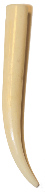 Dent canine - 5cm - 2 pièces