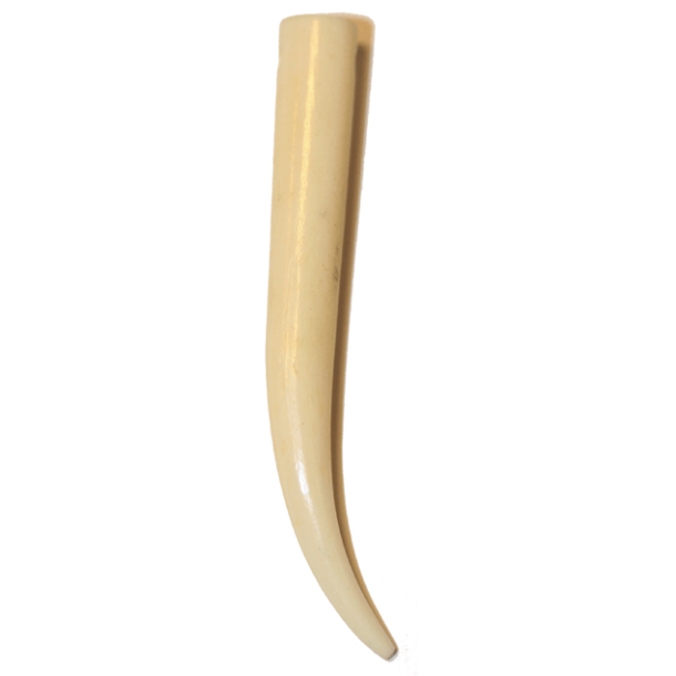 Dent canine - 5cm - 2 pi&egrave;ces