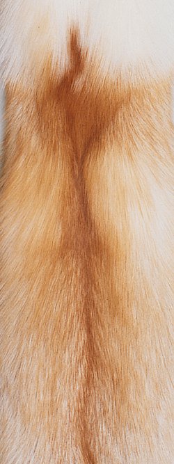 Fourrure de renard (diffrents types)