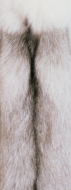 Fourrure de renard (diffrents types)