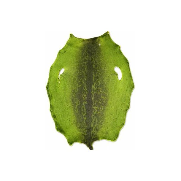 Ringed seal from  6-8 sqf Greenland Inut  C+ sorting from Greenland Kort haar Lime green