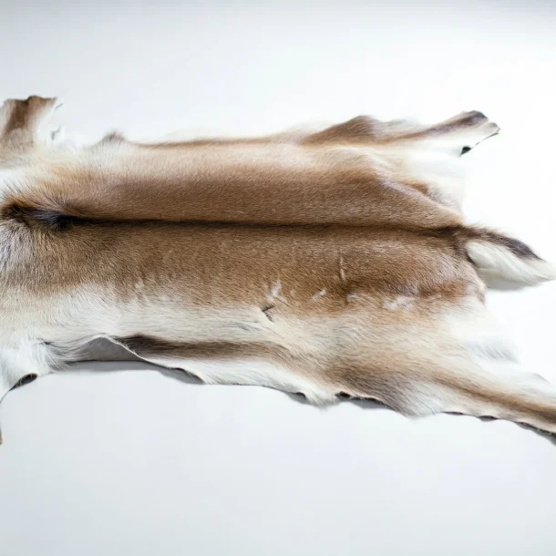 Flotte Rensdyrskind 100-120cm fra nord Sverige