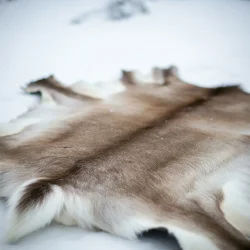 Flotte Rensdyrskind 100-120cm fra nord Sverige