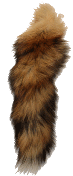 Queue de renard