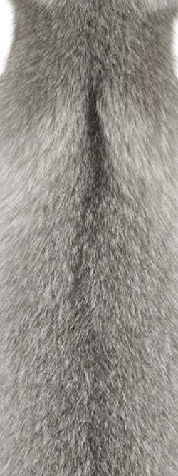 Fourrure de renard (diffrents types)