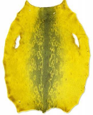 Ringed seal from  6-8 sqf Greenland Inut  C+ sorting from Greenland