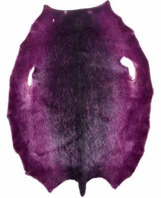 Ringed seal from  6-8 sqf Greenland Inut  C+ sorting from Greenland