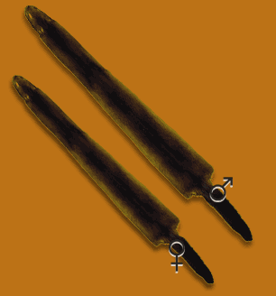 Fourrure de vison