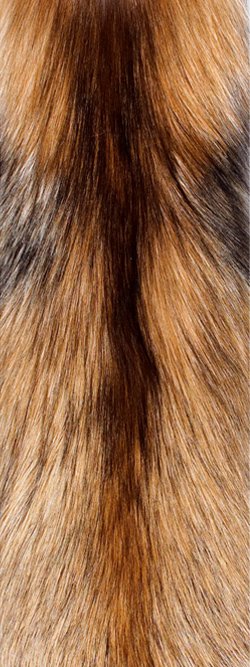 Fourrure de renard (diffrents types)