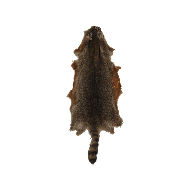 Raccoon approx 55 cm