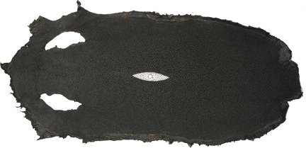 Pijlstaartrog ca. 50 cm