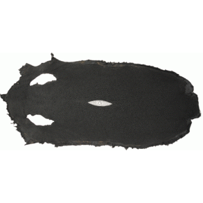 Stachelrochen ca. 50cm