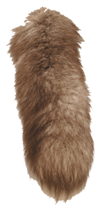 Queue de renard